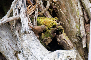 小さい体で大きな声で必死にさえずる可愛いミソサザイ（ミソサザイ科）
コケなどの巣材を集めている。
新緑が美しい。
英名学名：Eurasian Wren (Troglodytes troglodytes)
神奈川県清川村、早戸川林道-2025年
