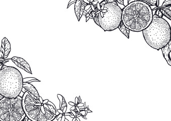Lemons frame rectangular in graphic style with black ink. Fruits and leaves. Hand drawn vector illustration. For food and cosmetic labels, jam, lemonade, banners, posters, invitations, postcards.
