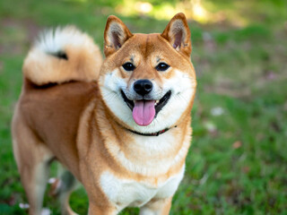 柴犬　AI生成画像 