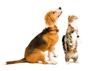 Curious beagle dog and scottish fold cat standing on hind legs isolated on white background