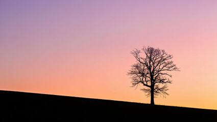 Naklejka premium A tree silhouette on a hill at sunset, with soft pastel hues—capturing the beauty of nature and the calm of the evening sky.