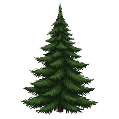 Detailed Isolated Conifer Evergreen Tree on Plain White Background