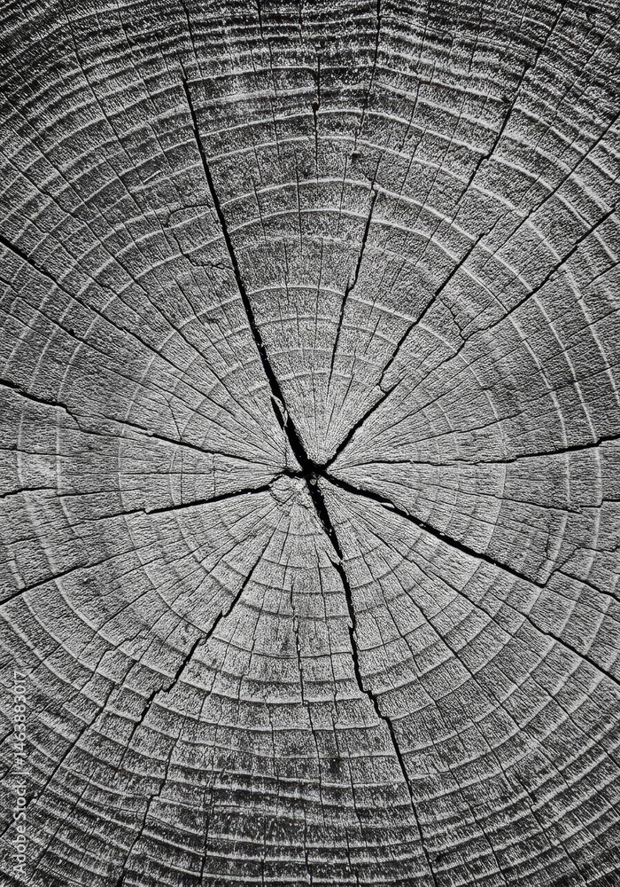 Poster detailed tree trunk cross section with circular ring pattern