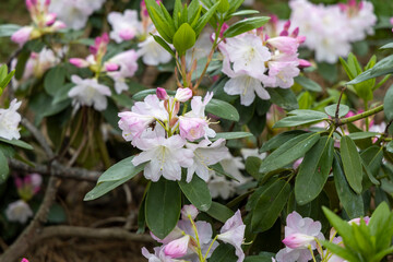 Pink and white rhododendron blossoms in spring garden closeup