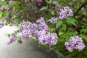 Lilac blossoms on branch in spring garden