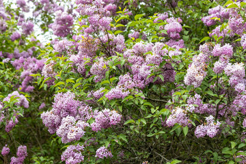 Obraz premium Blooming lilac bush in spring garden under soft light