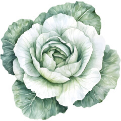 Obraz premium Cabbage