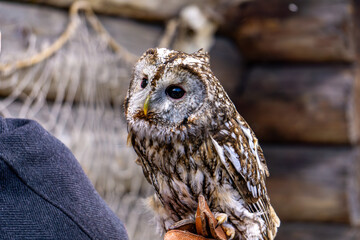 Tawny Owl (Strix aluco) perched on a falconer's glove, showing its characteristic dark eyes and mottled brown-grey plumage. The owl is calmly looking to the side, with a rustic wooden background enhan