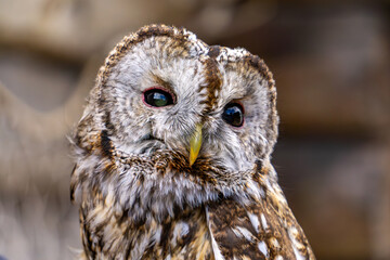 detailed close-up of a Tawny Owl (Strix aluco) with striking dark eyes, a yellow beak, and beautifully patterned brown and grey feathers. The image captures the bird's natural expression and feather t