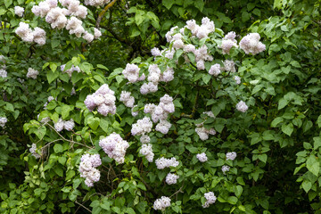 Light purple lilac blossoms on leafy spring shrub