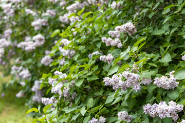 Soft focus view of blooming lilac hedge in spring