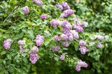 Blooming lilac branch with purple flowers in spring garden