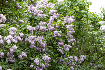 Blooming lilac bushes in lush spring garden