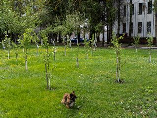 A small dog stands in the middle of a herbaceous garden with young trees