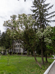 Obraz premium A tree with white flowers in front of a building