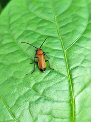 soldier beetle perched on a leaf
