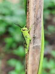 green grasshopper perched on bamboo stem