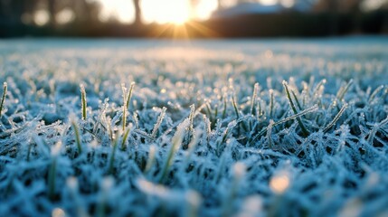 Frost on Grass in Morning Sunlight