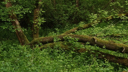 Dzika przyroda w rezerwacie przyrody - obrazy, fototapety, plakaty