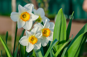 Fototapeta premium White daffodil narcissus blooming in a lush green meadow. A delicate wildflower in focus, soft natural light, low-angle macro shot, vibrant meadow setting, emphasizing nature's beauty and serenity.