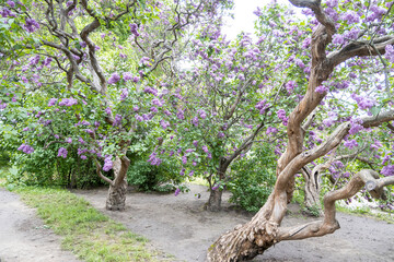 Twisted lilac trees blooming in spring garden