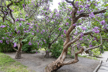 Wide shot of blooming lilac trees with twisted trunks in spring garden