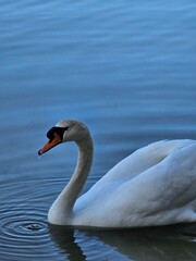 Swan in the pond