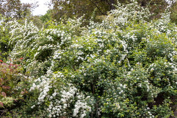 Blooming white spirea shrubs filling lush spring garden