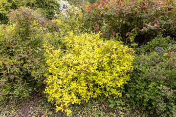 Golden spirea shrub with bright foliage in summer garden
