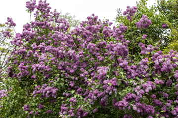 Obraz premium Purple lilac bush in full spring bloom outdoors