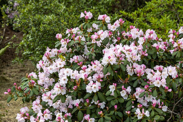 Blooming pink rhododendron bush in spring garden