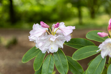 Soft daylight closeup of pale pink rhododendron flower and buds in garden