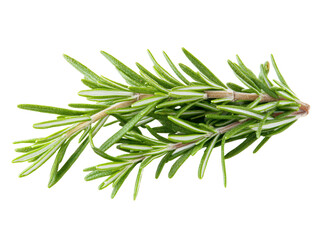 Fototapeta premium a close up of a plant