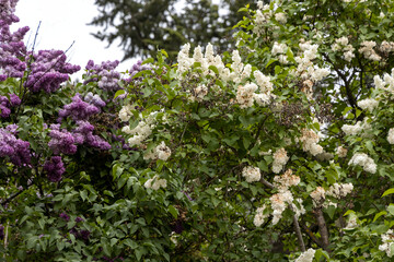 Purple and white lilac blossoms in spring garden