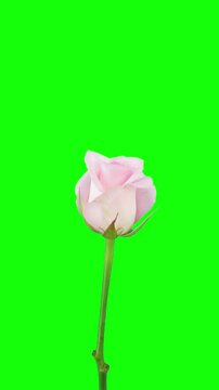 Opening Sweet Akito rose against green CHROMA key, vertical orientation