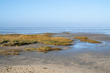 Grasinseln im Watt bei Ebbe, Nationalpark Niedersächsisches Wattenmeer, Nordsee, Cuxhaven, Niedersachsen, Deutschland, Europa