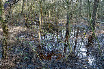 Sumpf im Wald, Finkenmoor, Wernerwald, Sahlenburg, Cuxhaven, Niedersachsen, Deutschland, Europa