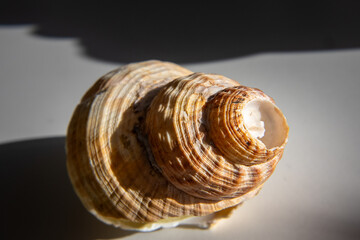 Sea shell on a white background in sunlight