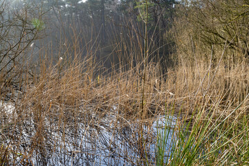 Schilfgras im Wasser, Finkenmoor, Wernerwald, Sahlenburg, Cuxhaven, Niedersachsen, Deutschland,...