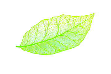 Obraz premium Radiant green leaf with intricate veins, cut out transparent