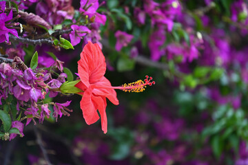 Hibiscus rouge entouré de feuilles de bougainvillier violettes © PPJ
