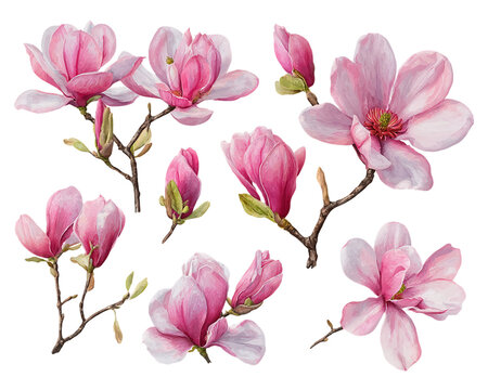 "Magnolia Buds" Images – Browse 270 Stock Photos, Vectors, and Video ...