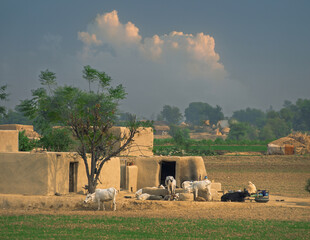 Home.
A house among the fields of Punjab, Pakistan
