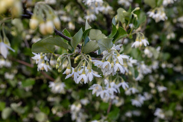 Bear hazelnut.Styrax is a genus of about 130 species of large shrubs or small trees in the family Styracaceae.