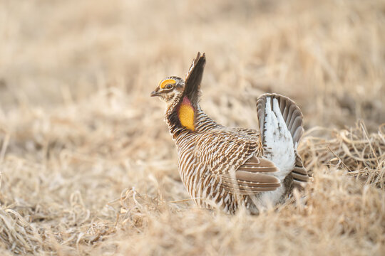 Male Greater Prairie-Chicken Displaying in Natural Habitat Durin
