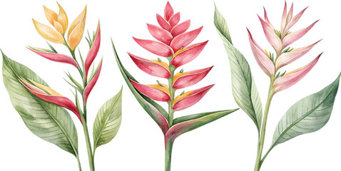 Watercolor Heliconia Flowers