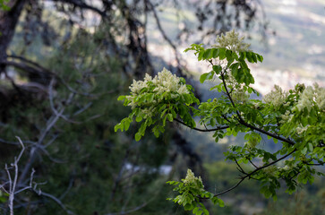 Tree lilac. Japanese tree lilac, Syringa reticulata, is a species of flowering plant in the family Oleaceae. It is native to East Asia and grown as an ornamental plant in Europe and North America.