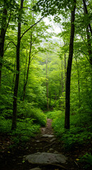 Naklejka premium Green Forest Trail Photo Sunlight Through Trees Serene Nature Scene