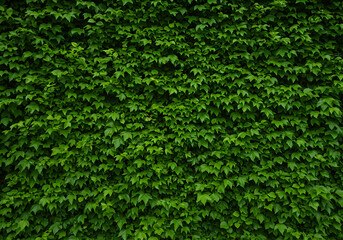 Fototapeta premium Green Leaves Wall Texture Background Photo with Natural Vibrant Growth