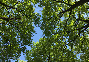 Green Leaves Illustration Against Blue Sky Sunlight with Canopy View